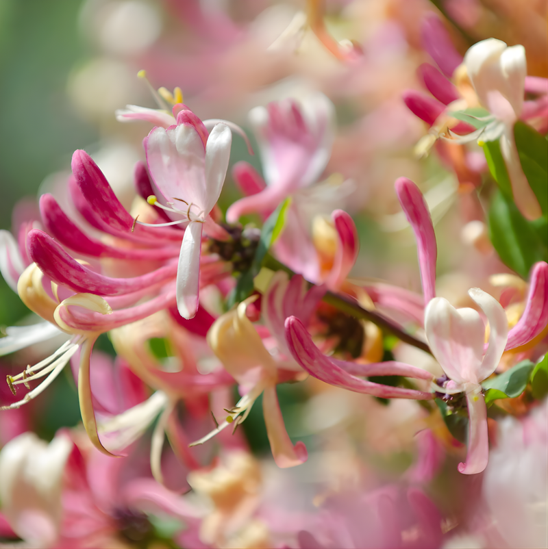 Japanese Honeysuckle | Red Blush Grapefruit + Sandalwood
